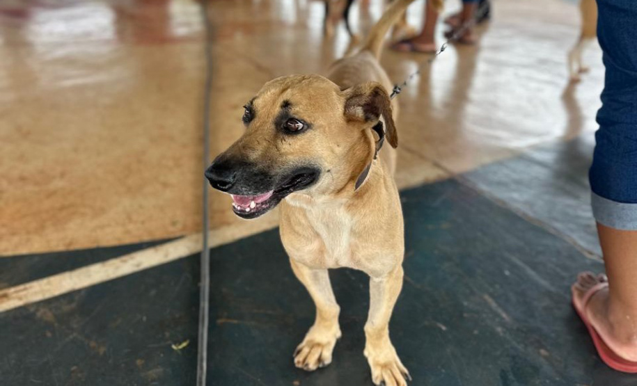Com destaque para RMC, CastraPet vai beneficiar cães e gatos de 42 municípios em fevereiro