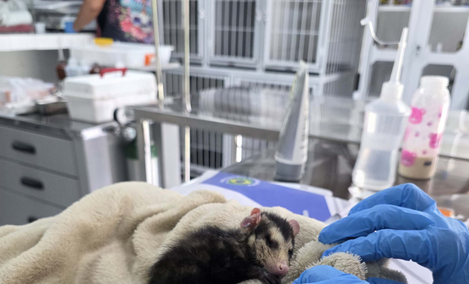 Governo do Estado registrou 6.025 atendimentos à fauna silvestre em 2025, um aumento de 61% em relação ao ano anterior.