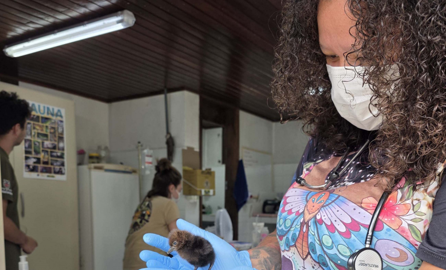 Governo do Estado registrou 6.025 atendimentos à fauna silvestre em 2025, um aumento de 61% em relação ao ano anterior.