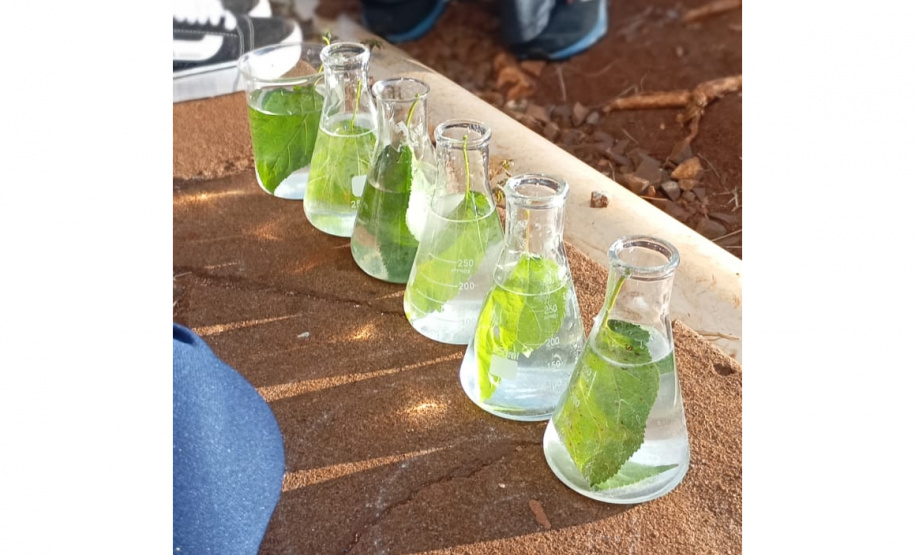 Clube de ciências em colégio cívico-militar de Rolândia é destaque em feiras científicas e influencia projeto de rearborização municipal