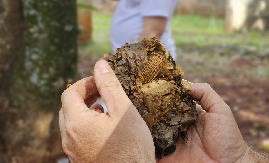 Clube de ciências em colégio cívico-militar de Rolândia é destaque em feiras científicas e influencia projeto de rearborização municipal