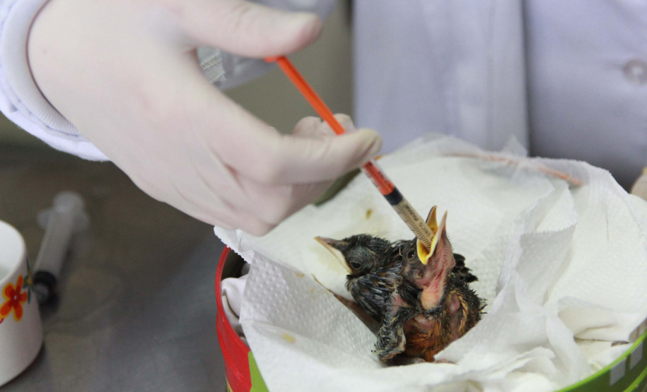 Governo do Estado registrou 6.025 atendimentos à fauna silvestre em 2025, um aumento de 61% em relação ao ano anterior.