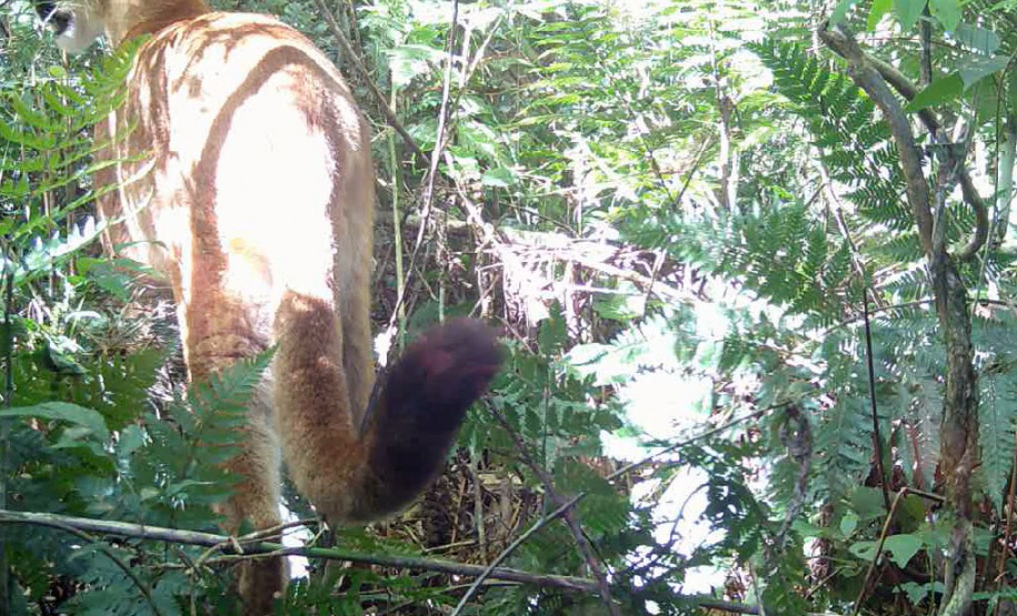 IAT - Onça no Rio Guarani