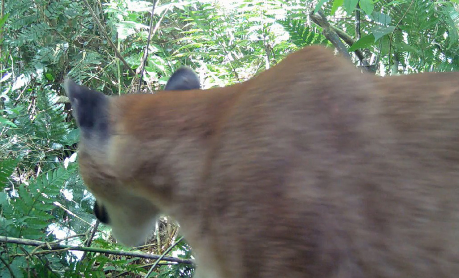 IAT - Onça no Rio Guarani