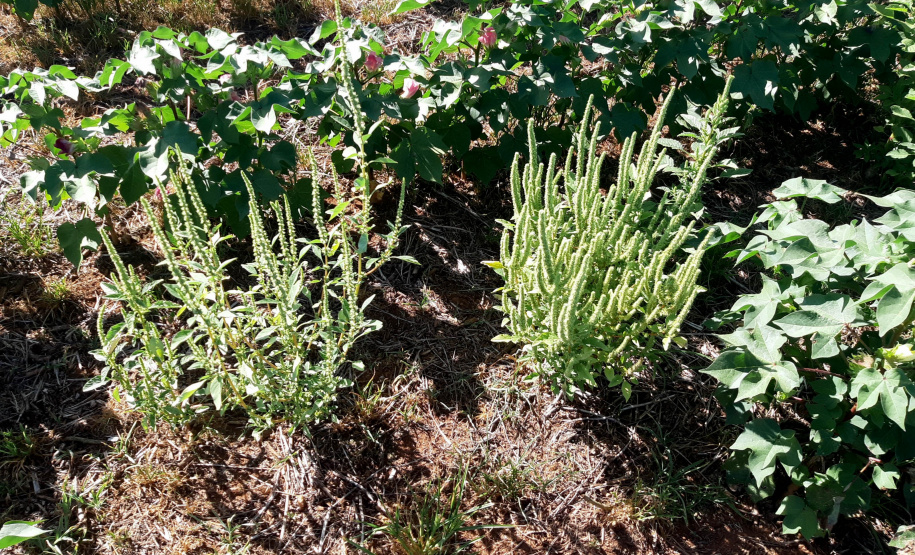 Adapar executa conjunto de ações para o combate ao Caruru-Gigante