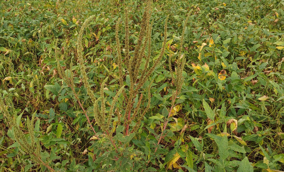Adapar executa conjunto de ações para o combate ao Caruru-Gigante