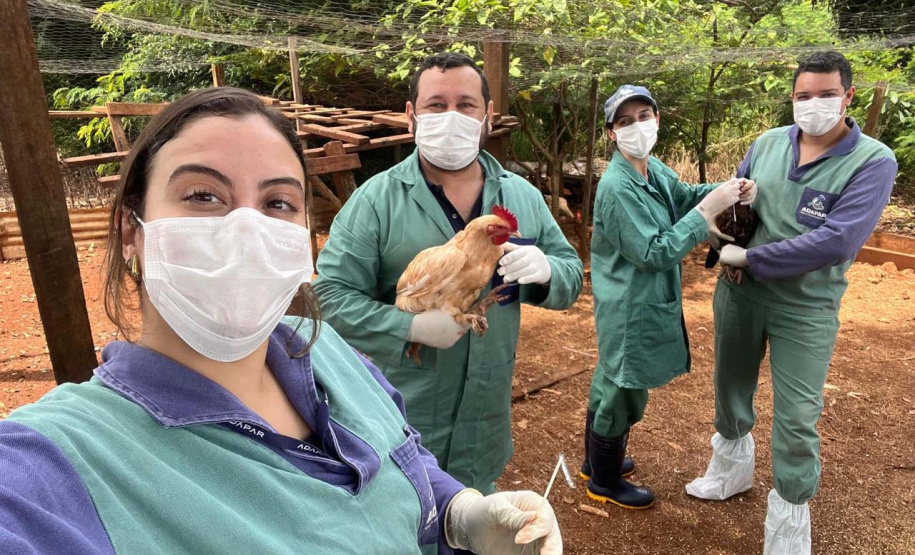 Adapar realiza ações do ciclo de vigilância ativa para Influenza Aviária e Doença de Newcastle no Paraná