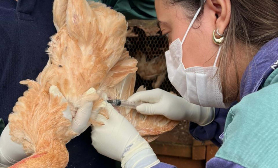 Adapar realiza ações do ciclo de vigilância ativa para Influenza Aviária e Doença de Newcastle no Paraná