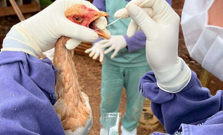 Adapar realiza ações do ciclo de vigilância ativa para Influenza Aviária e Doença de Newcastle no Paraná