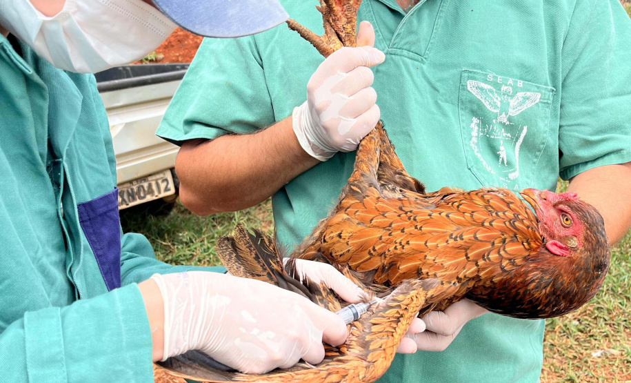 Adapar realiza ações do ciclo de vigilância ativa para Influenza Aviária e Doença de Newcastle no Paraná