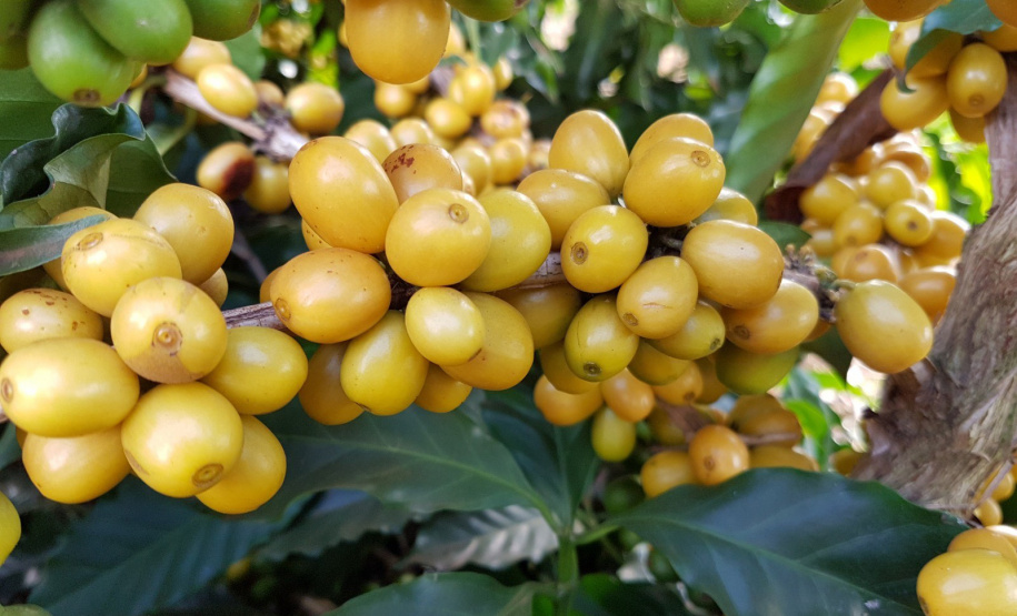 No Show RuraI, IDR-Paraná mostrará o universo do café paranaense em espaço interativo