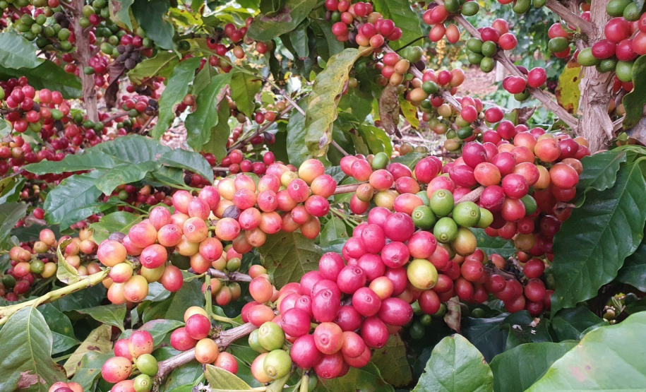 No Show RuraI, IDR-Paraná mostrará o universo do café paranaense em espaço interativo