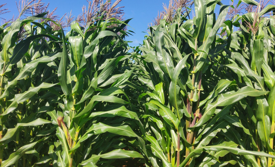 IDR-Paraná lança cultivar de milho branco no Show Rural 2026