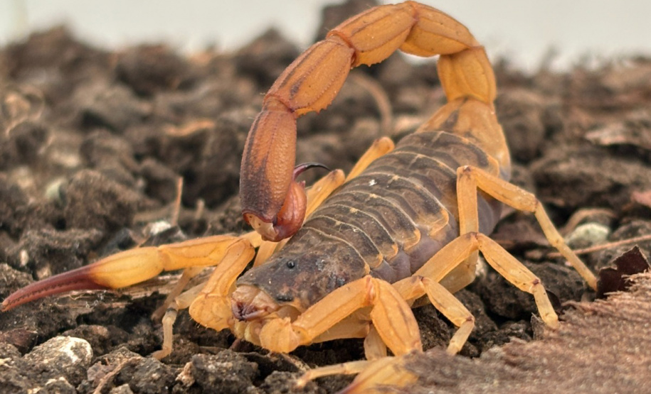 SESA - Estado mantém orientações e alerta para prevenção de acidentes com escorpiões mesmo com redução em 2026