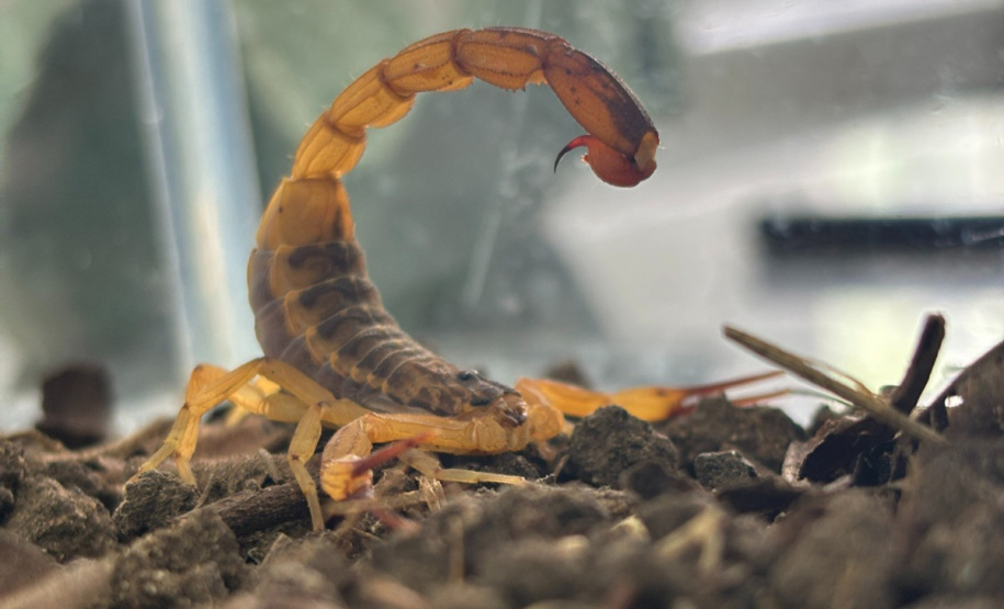 SESA - Estado mantém orientações e alerta para prevenção de acidentes com escorpiões mesmo com redução em 2026