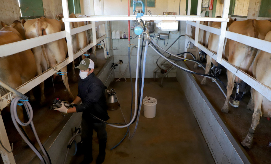 Crédito do BRDE à cadeia do leite do Paraná acelera 84% no último ano