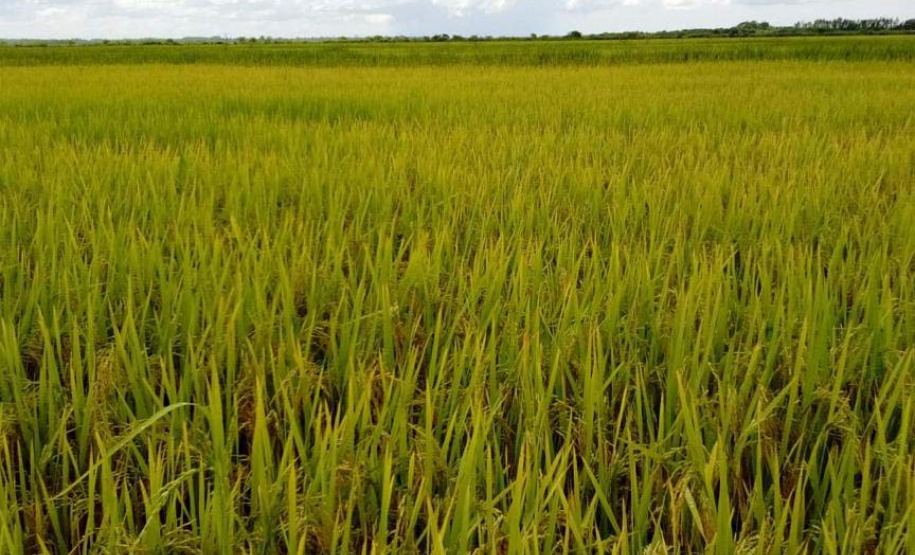Paraná projeta retomada na cultura da pera e safra de recuperação no arroz, aponta Deral