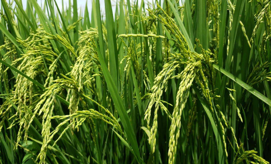 Paraná projeta retomada na cultura da pera e safra de recuperação no arroz, aponta Deral