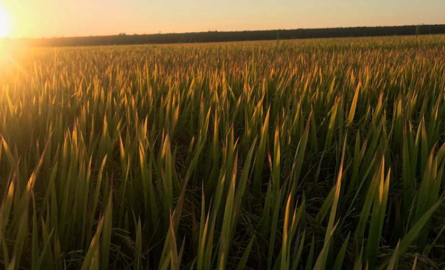 Paraná projeta retomada na cultura da pera e safra de recuperação no arroz, aponta Deral