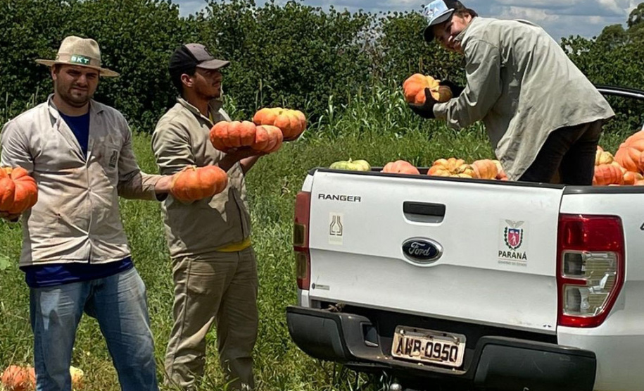 Produção de abóbora movimenta mais de R$ 100 milhões e consolida renda em 330 municípios do Paraná