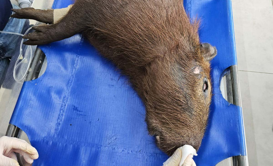 Para celebrar o Dia Nacional dos Animais, técnicos do Instituto Água e Terra de Pato Branco, no Sudoeste do Paraná, devolveram à natureza uma capivara.