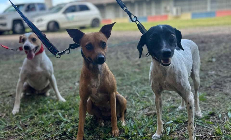 Conselho Estadual de Direitos Animais