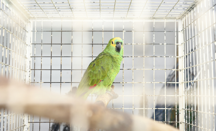 IAT e Unicentro renovaram o convênio para atendimento à fauna silvestre vitimada por mais dois anos.