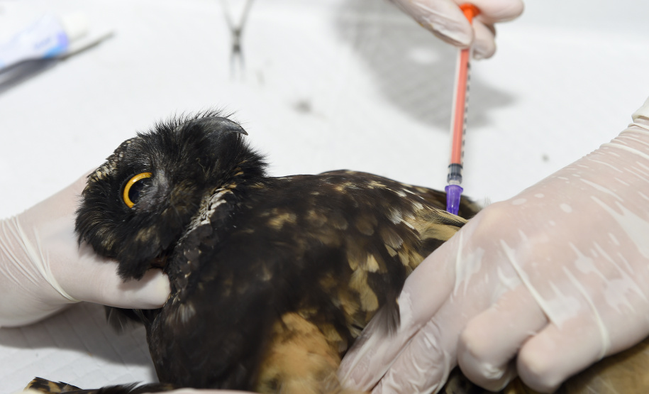 IAT e Unicentro renovaram o convênio para atendimento à fauna silvestre vitimada por mais dois anos.