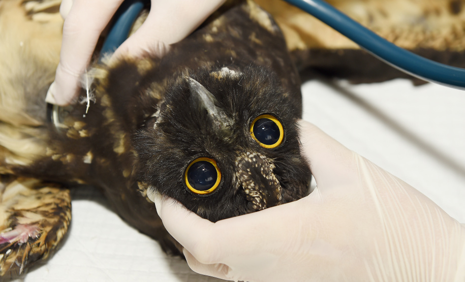 IAT e Unicentro renovaram o convênio para atendimento à fauna silvestre vitimada por mais dois anos.