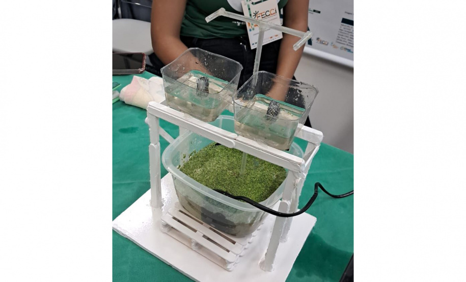 Rede de Clubes de Ciência fortalece protagonismo de meninas na pesquisa escolar