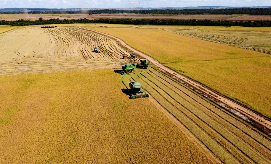 Paraná projeta retomada na cultura da pera e safra de recuperação no arroz, aponta Deral