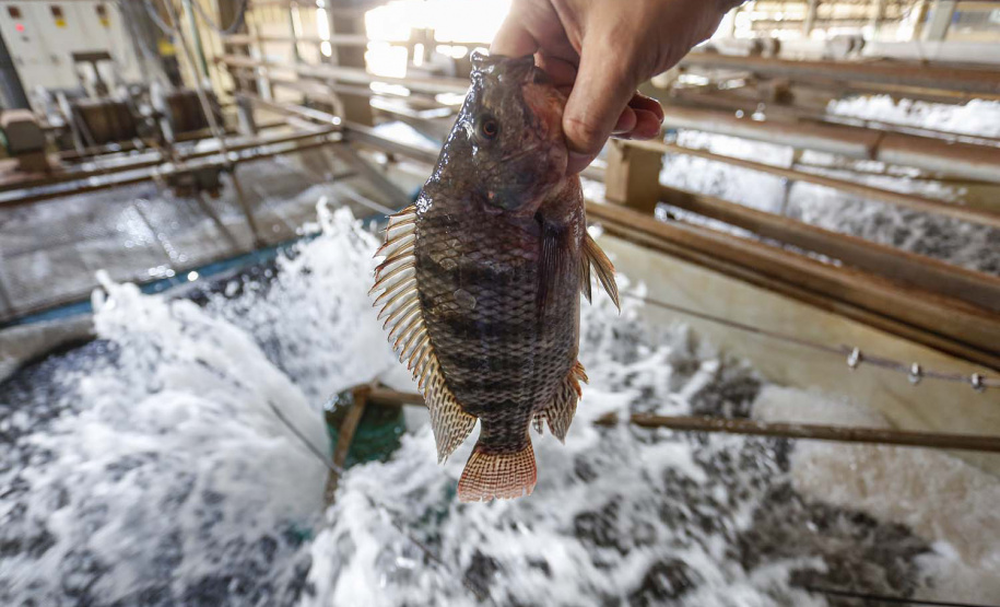 SEAB - Expectativa de safra e boletim deral