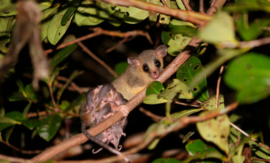45 mil metros cúbicos de concreto e 5,5 mil toneladas de aço: Ponte de Guaratuba revoluciona a baía