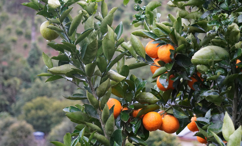 Adapar estabelece procedimentos de prevenção contra o Greening em nova portaria