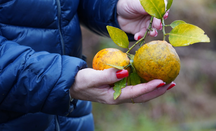 Adapar estabelece procedimentos de prevenção contra o Greening em nova portaria