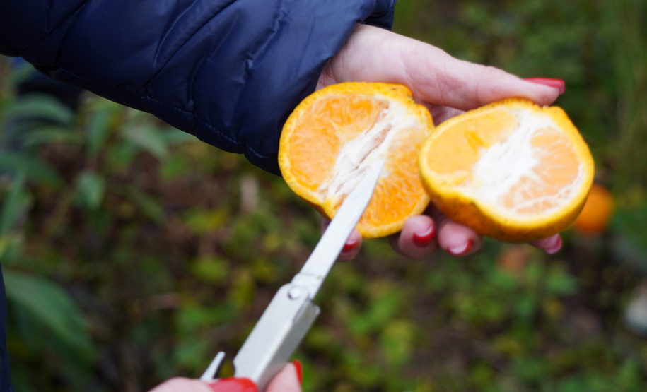 Adapar estabelece procedimentos de prevenção contra o Greening em nova portaria
