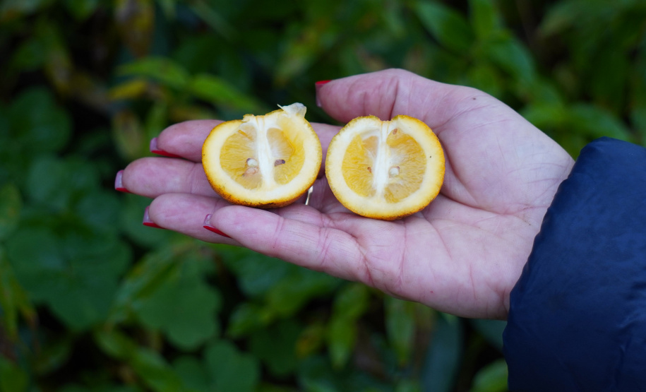Adapar estabelece procedimentos de prevenção contra o Greening em nova portaria