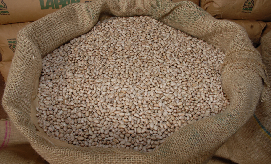 IDR-Paraná lança cultivar de feijão em Ponta Grossa
