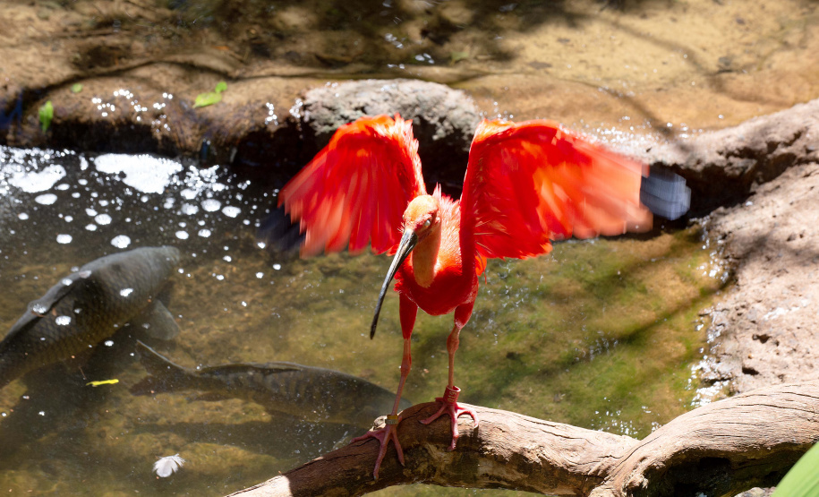 Inscrições abertas para Organizações da Sociedade Civil que desejam compor o Conselho Estadual de Proteção à Fauna Nativa.