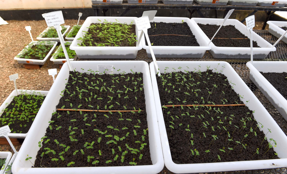 IAT - Paraná Mais Verde