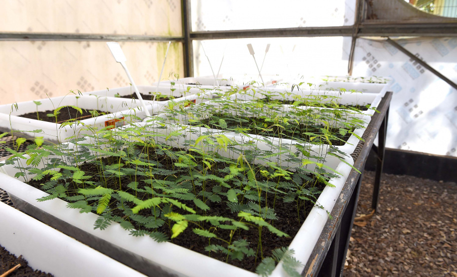 IAT - Paraná Mais Verde