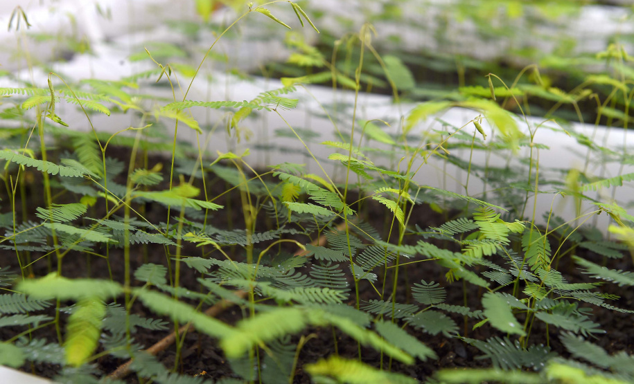 IAT - Paraná Mais Verde