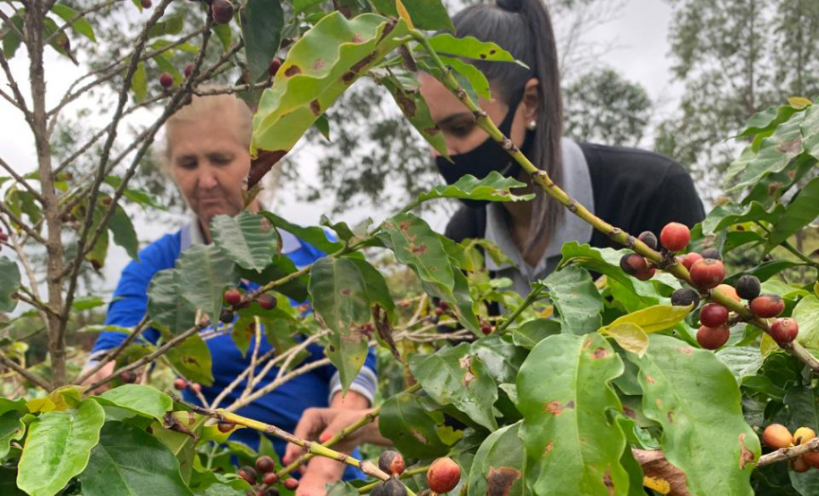 IDR - Unidade Beneficiadora de Café-Lidianópolis