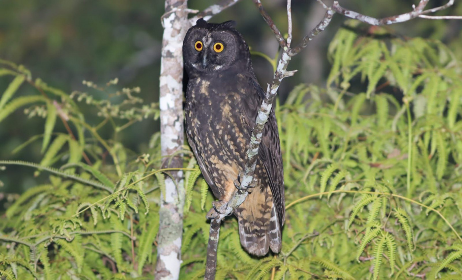45 mil metros cúbicos de concreto e 5,5 mil toneladas de aço: Ponte de Guaratuba revoluciona a baía