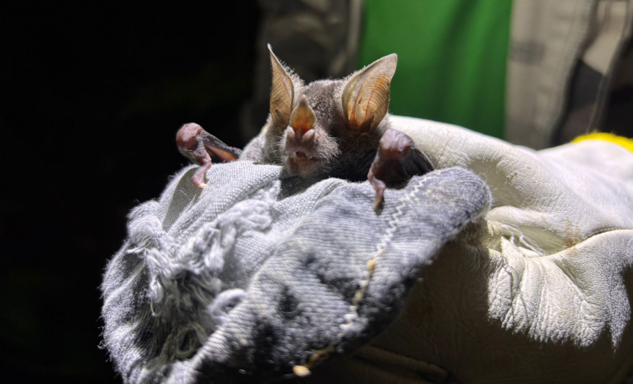 45 mil metros cúbicos de concreto e 5,5 mil toneladas de aço: Ponte de Guaratuba revoluciona a baía