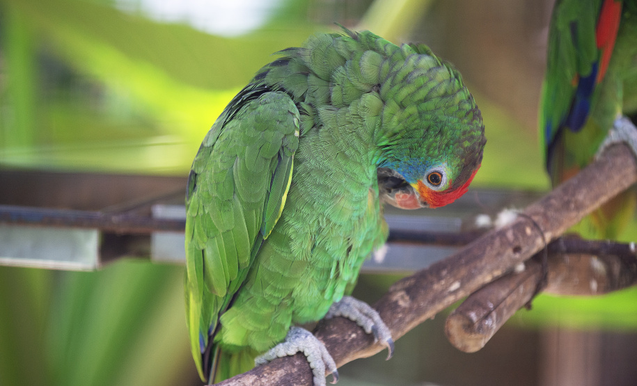 Denis Ferreira Netto/SEDEST