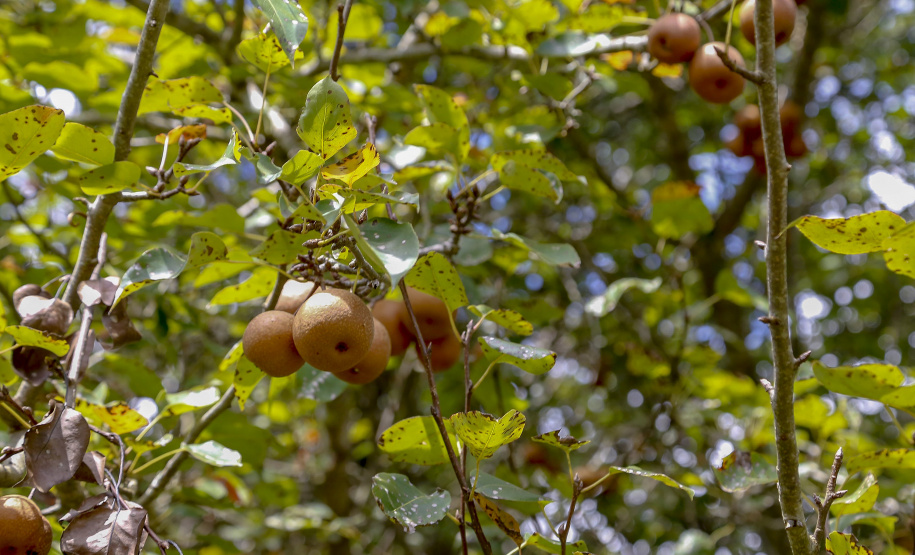 Paraná projeta retomada na cultura da pera e safra de recuperação no arroz, aponta Deral