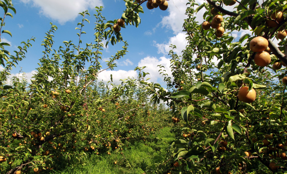 Paraná projeta retomada na cultura da pera e safra de recuperação no arroz, aponta Deral
