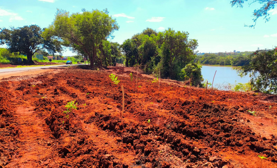 IAT - Plantio Jacarezinho