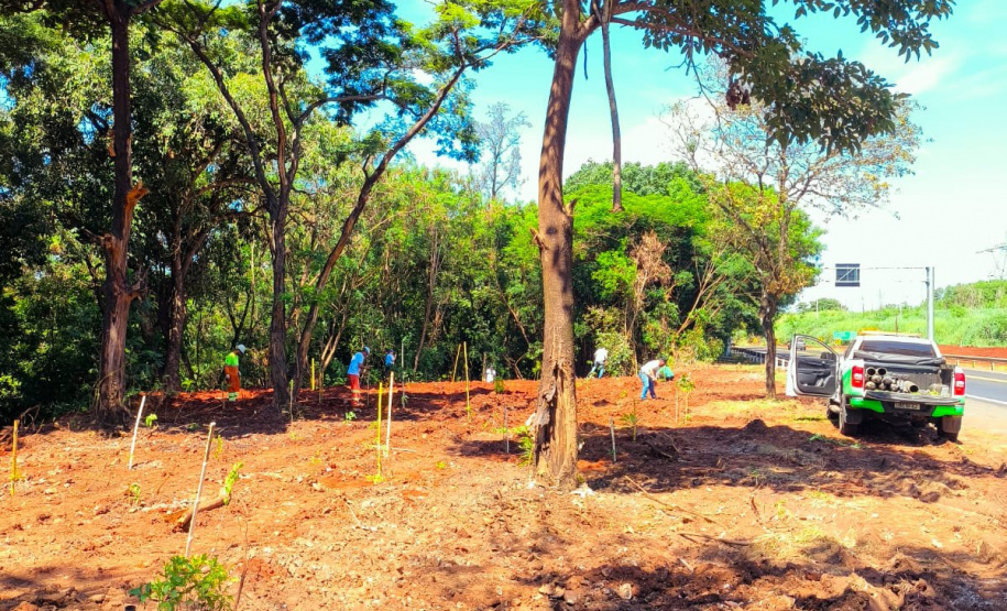 IAT - Plantio Jacarezinho